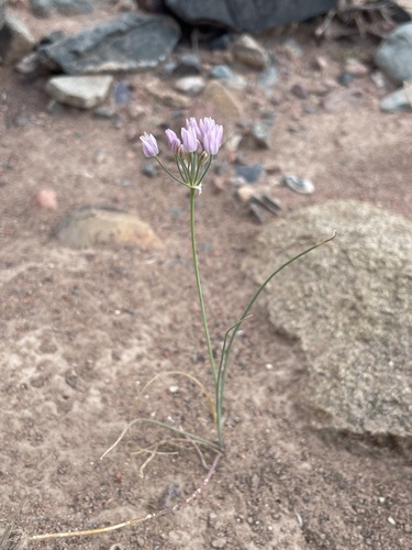 Allium weschniakowii