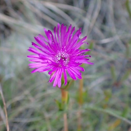 Image of Ruschia knysnana by (c) Karen Eichholz, some rights reserved (CC BY)