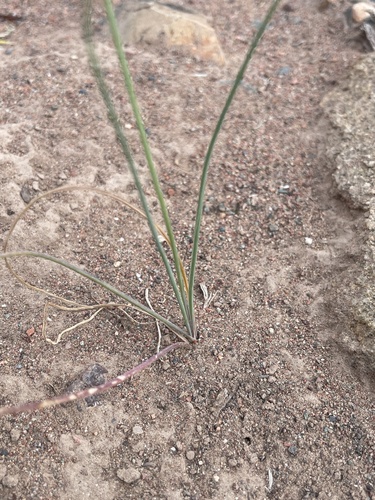 Allium weschniakowii, photograph 1