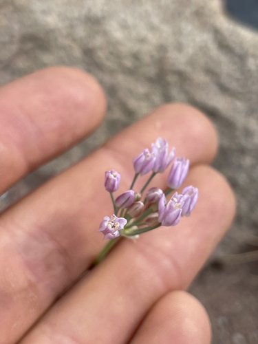 Allium weschniakowii, photograph 2