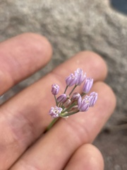 Allium weschniakowii, photograph author not stated, no rights reserved