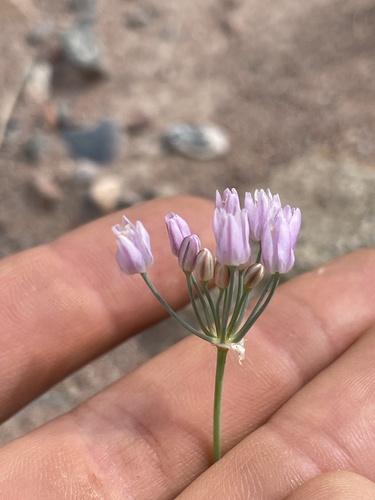 Allium weschniakowii, photograph 3