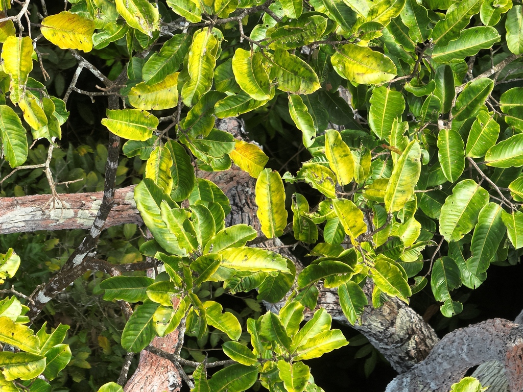 Lecythis retusa