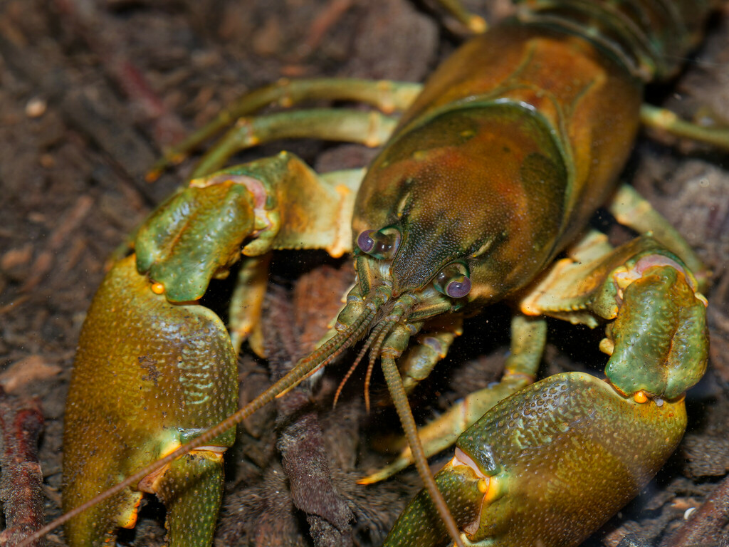 Signal Crayfish