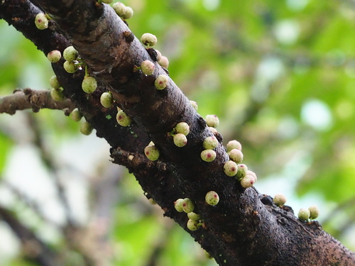 Image of Ficus caulocarpa by no rights reserved