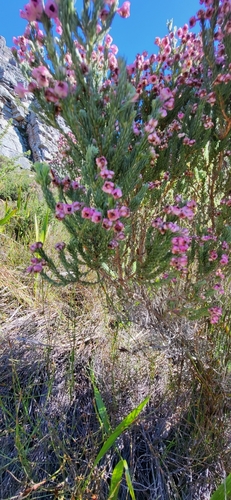 Image of Berry Heath (Erica baccans) by no rights reserved