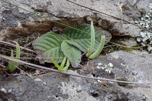 Streptocarpus meyeri, photograph 4