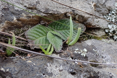 Streptocarpus meyeri, photograph (c) Karen Eichholz, some rights reserved (CC BY)