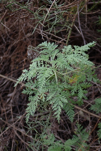 Image of Artemisia afra by (c) Karen Eichholz, some rights reserved (CC BY)