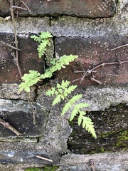 Cystopteris tennesseensis