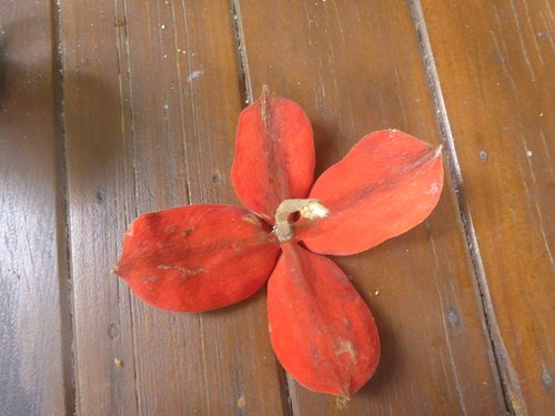 Sterculia shillinglawii observed 2024-08-09