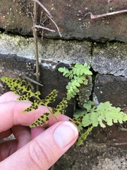 Cystopteris tennesseensis