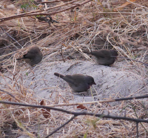 Brown Firefinch (Lagonosticta nitidula), photo 8
