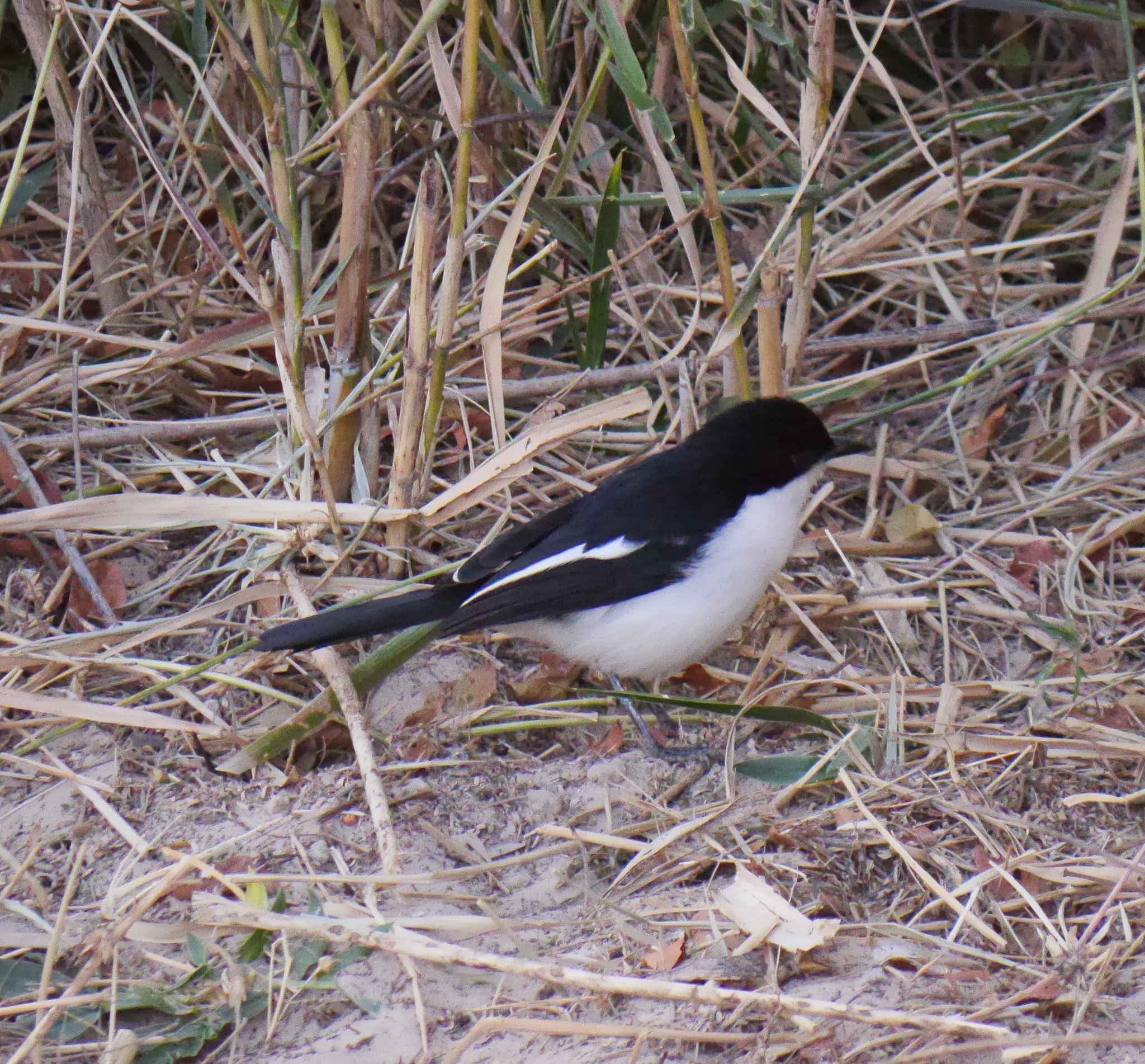 Swamp Boubou (Laniarius bicolor), photo 8