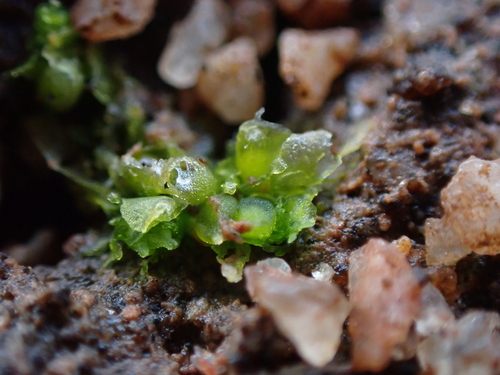 Austroriella salta