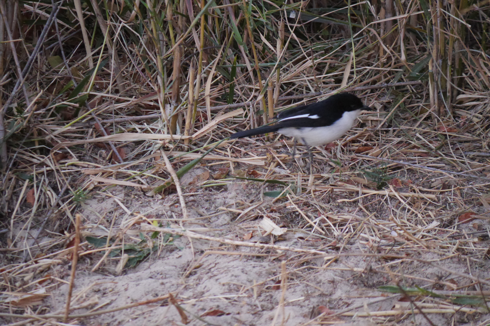 Swamp Boubou (Laniarius bicolor), photo 9