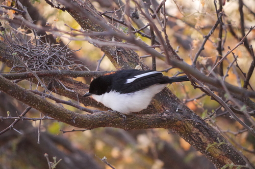 Swamp Boubou (Laniarius bicolor), photo 6
