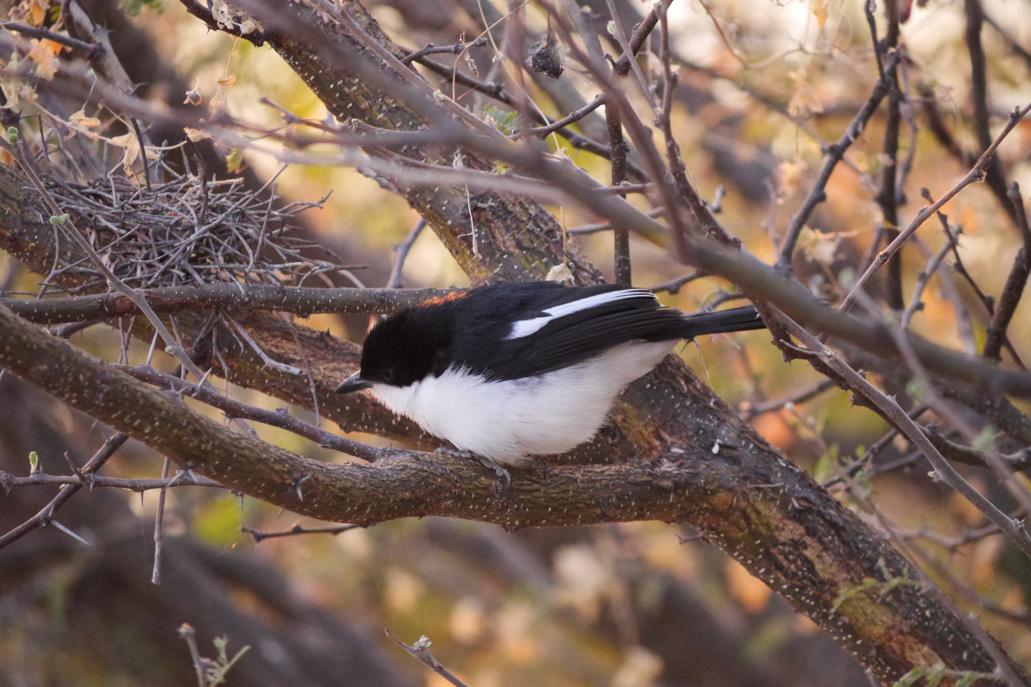 Swamp Boubou (Laniarius bicolor), photo 7