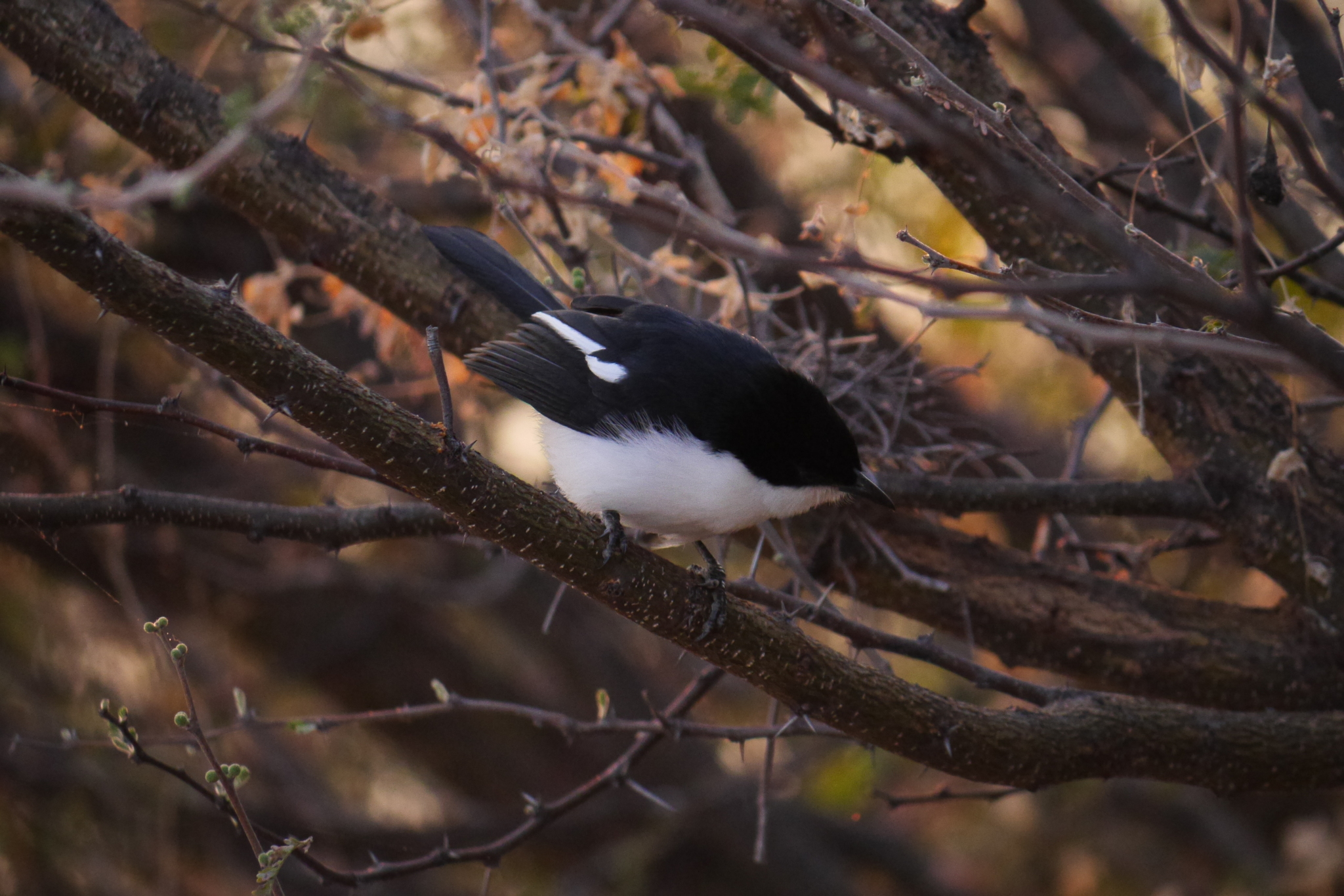 Swamp Boubou (Laniarius bicolor), photo 10