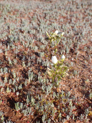 Drosera zigzagia