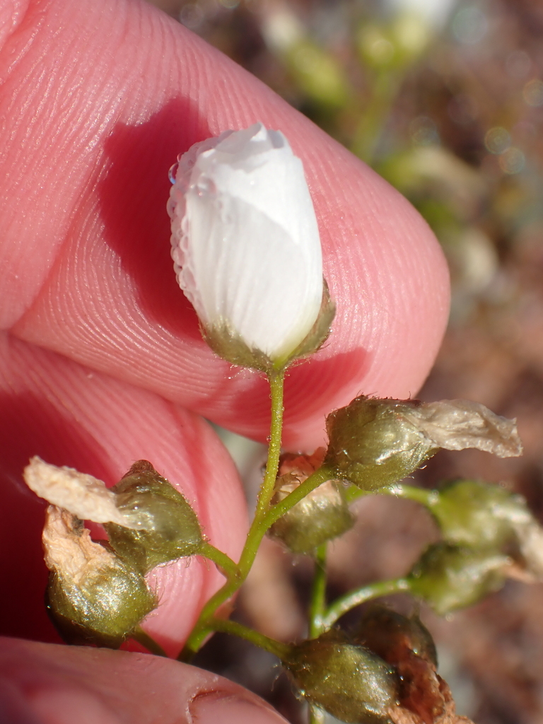 Drosera zigzagia, Perenjori, Western Australia, Australia