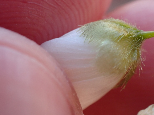 Drosera zigzagia