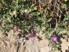 Centaurea sphaerocephala