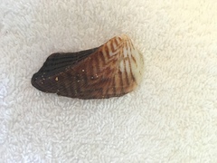 Lamarcka ventricosa