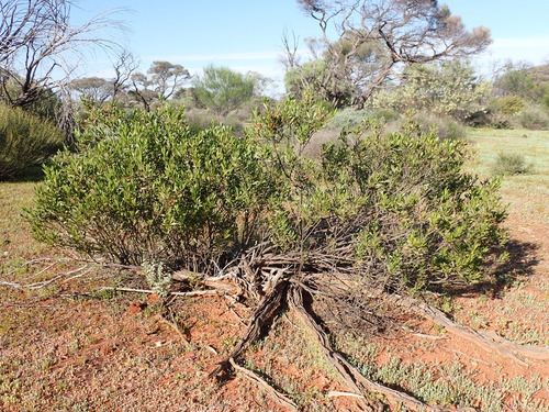 Image of Slender Fuchsia (Eremophila decipiens) by (c) Nina Kerr, some rights reserved (CC BY)