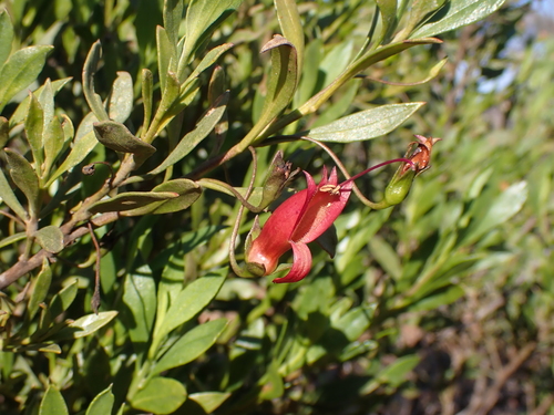 Image of Slender Fuchsia (Eremophila decipiens) by (c) Nina Kerr, some rights reserved (CC BY)
