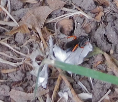 Episyron conterminus cressoni