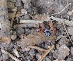 Episyron conterminus cressoni