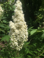 Aruncus dioicus