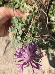 Centaurea sphaerocephala