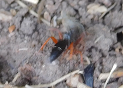 Episyron conterminus cressoni