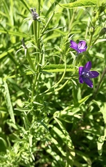 Triodanis leptocarpa