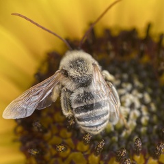 Agile Long-horned Bee