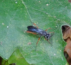 Episyron conterminus cressoni