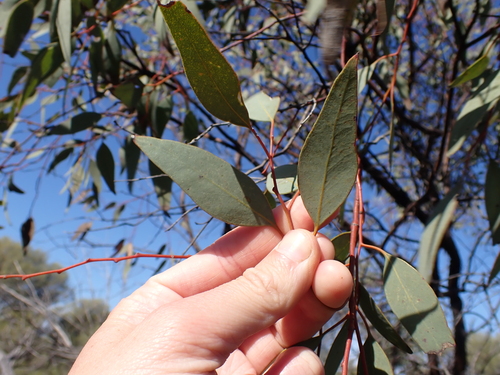 Image of Ewart's Mallee (Eucalyptus ewartiana) by (c) Nina Kerr, some rights reserved (CC BY)