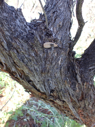 Image of Eucalyptus ewartiana by (c) Nina Kerr, some rights reserved (CC BY)