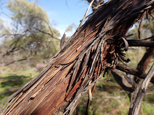 Image of Ewart's Mallee (Eucalyptus ewartiana) by (c) Nina Kerr, some rights reserved (CC BY)