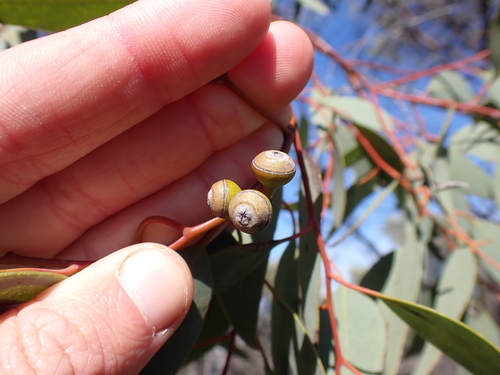 Image of Ewart's Mallee (Eucalyptus ewartiana) by (c) Nina Kerr, some rights reserved (CC BY)