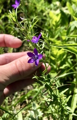 Triodanis leptocarpa