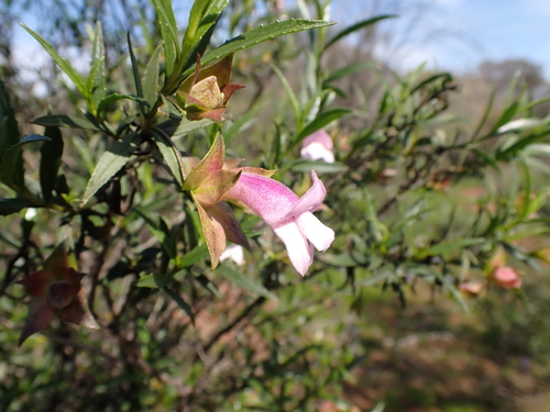 Image of Eremophila clarkei by (c) Nina Kerr, some rights reserved (CC BY)