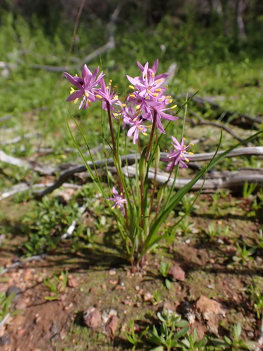 Wurmbea flavanthera (Wurmbea flavanthera)