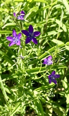 Triodanis leptocarpa