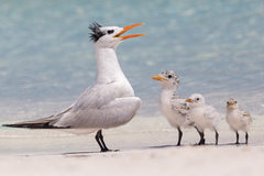 Royal Tern photo 4