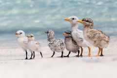 Royal Tern photo 6