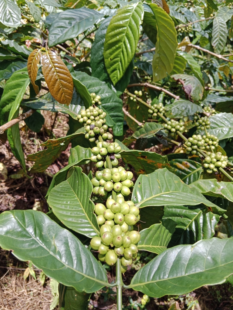 Foto de Café