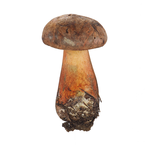 Hongoboletus ventricosus